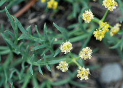 Lomatium graveolens alpinum