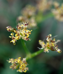 Lomatium graveolens alpinum