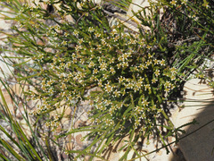 Audouinia laxa
