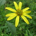 Pale Sunflower - Photo (c) Link Davis, some rights reserved (CC BY-NC), uploaded by Link Davis