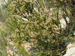 Audouinia laxa