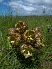 Pachycarpus grandiflorus