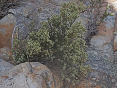 Audouinia laxa