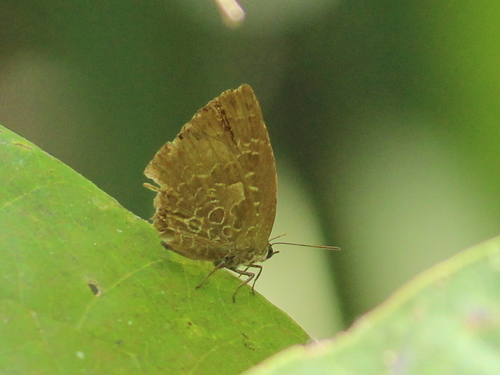Tamil Oakblue