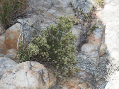 Audouinia laxa