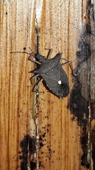 Proxys albopunctulatus