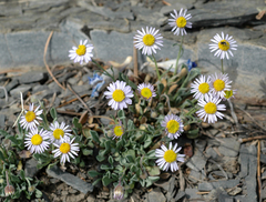 Erigeron tener