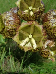 Pachycarpus grandiflorus