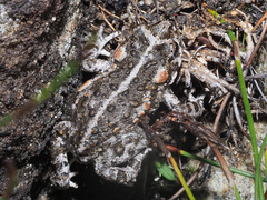 Capensibufo tradouwi