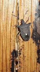 Proxys albopunctulatus