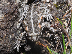 Capensibufo tradouwi