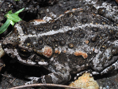 Capensibufo tradouwi