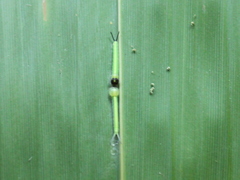 Parantirrhoea marshalli