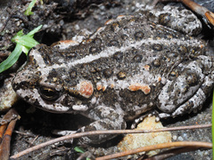 Capensibufo tradouwi