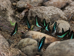 Graphium teredon