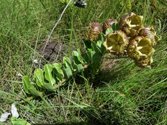 Pachycarpus grandiflorus