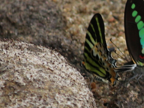 Photo of Five-bar Swordtail (Graphium antiphates)
