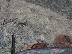 Mannophryne trinitatis