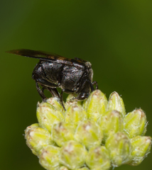 Ripiphorus