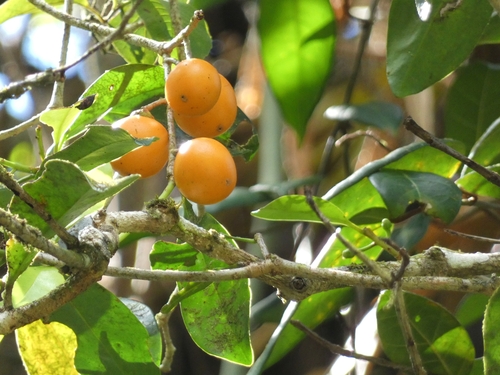 Ternstroemia cherryi observed 2023-08-14