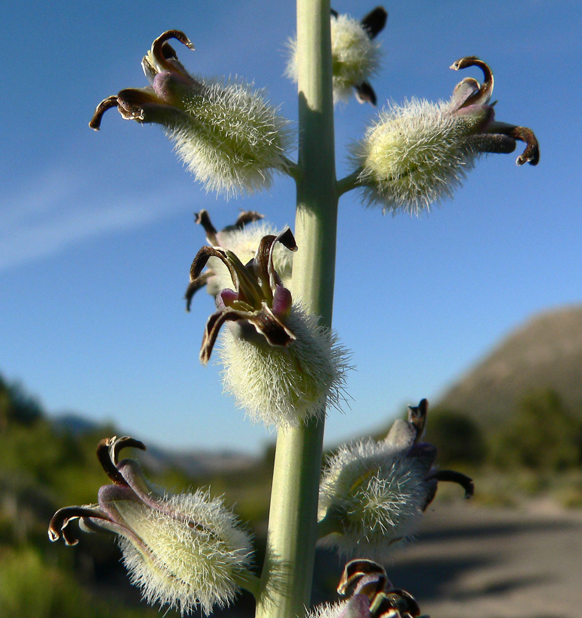 Caulanthus crassicaulis