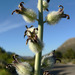 Caulanthus crassicaulis - Photo (c) Stan Shebs, algunos derechos reservados (CC BY-SA)