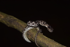 Boiga multomaculata