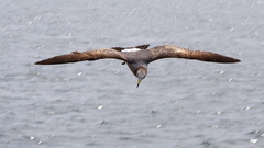Larus crassirostris