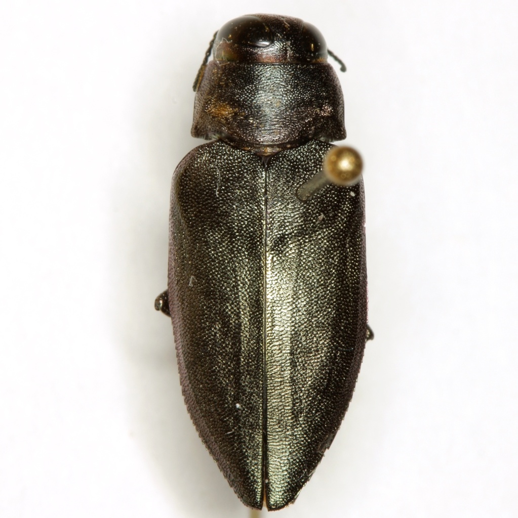 Actenodes mendax
