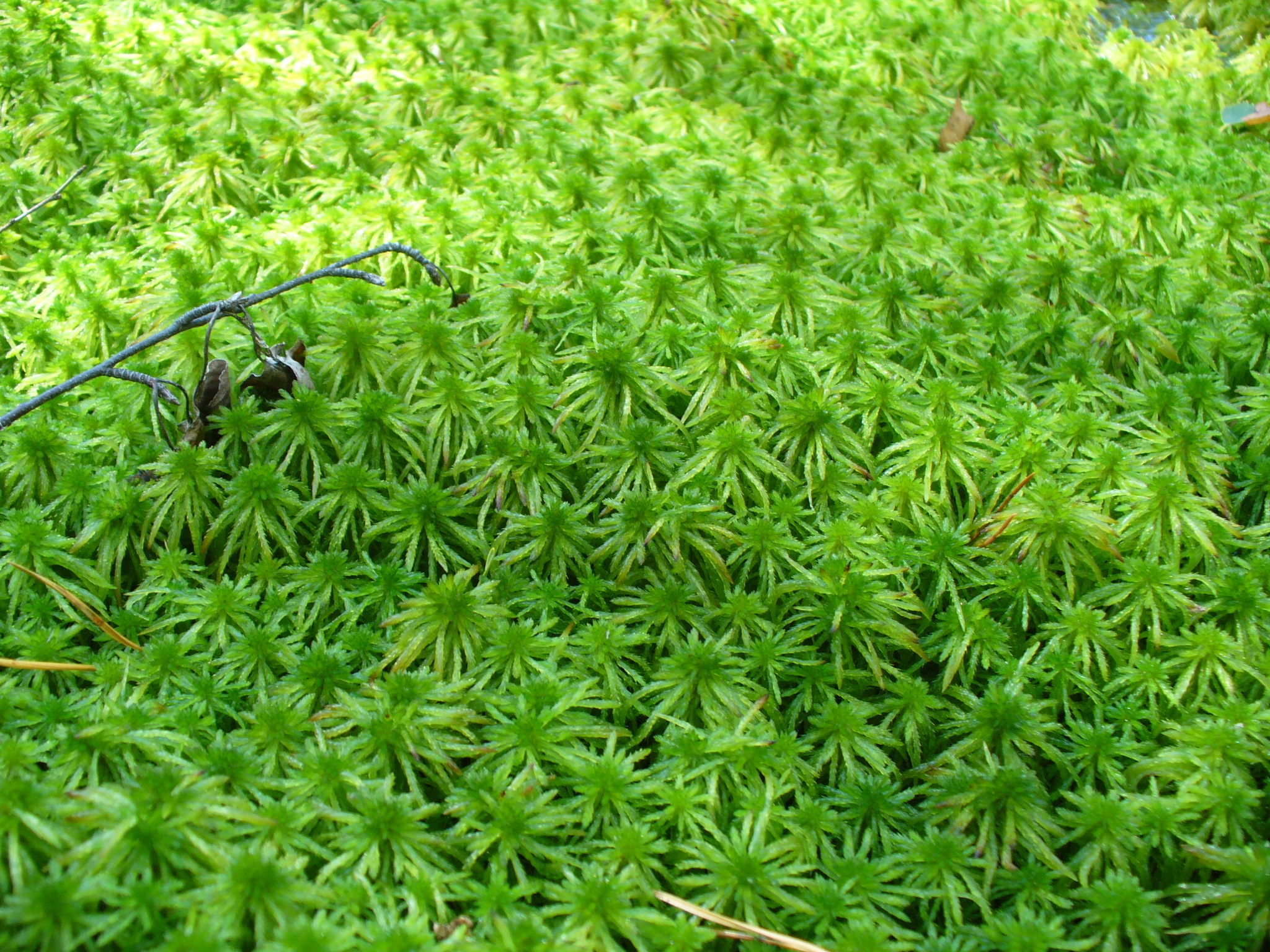Sphagnum riparium