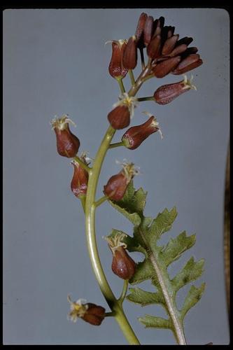 Hairy wild cabbage (CAPI4) (OCTC Flora Guide) · iNaturalist