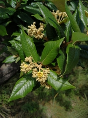 Anastrabe integerrima