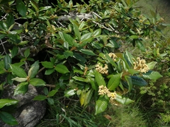 Anastrabe integerrima