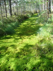 Sphagnum riparium