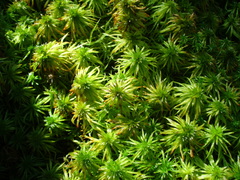 Sphagnum riparium