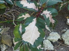 Graptophyllum pictum