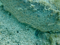 Echinodermata
