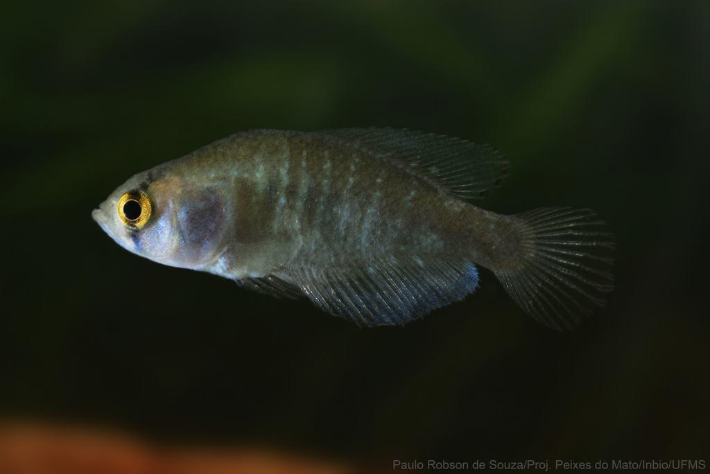 Yelloweye Pearlfish