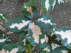 Graptophyllum pictum