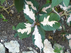 Graptophyllum pictum