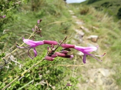 Syncolostemon rotundifolius