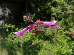 Syncolostemon rotundifolius