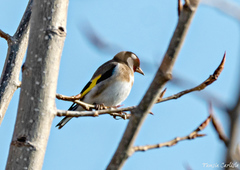 Carduelis carduelis