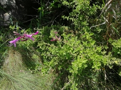 Syncolostemon rotundifolius