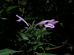 Isoglossa hypoestiflora