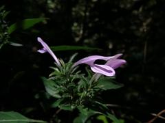 Isoglossa hypoestiflora