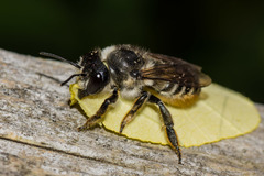 Megachile frigida
