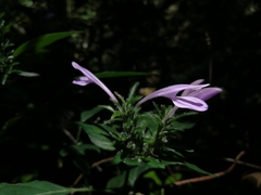 Isoglossa hypoestiflora