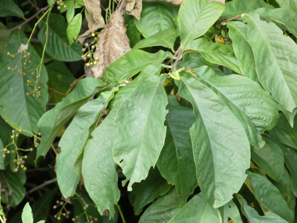 common pawpaw from Calvert County, MD, USA on August 11, 2023 at 06:40 ...