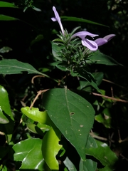 Isoglossa hypoestiflora
